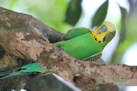 A parakeet in a tree Stock Photos