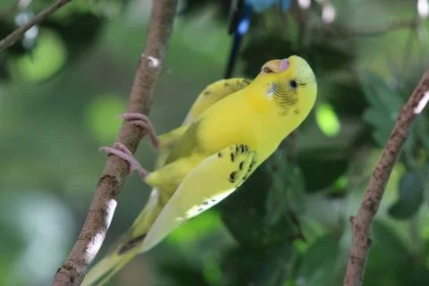 A parakeet in a tree Stock Photos