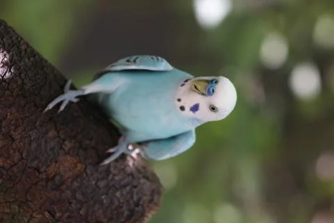 A parakeet in a tree Stock Photos