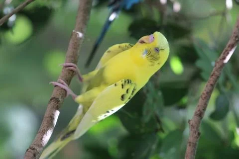 A parakeet in a tree Stock Photos