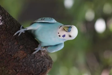 A parakeet in a tree Stock Photos