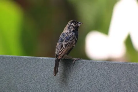 A parakeet in a tree Stock Photos
