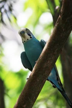 A parakeet in a tree Foto stock