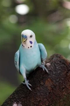 A parakeet in a tree Foto stock