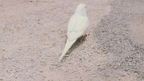Parakeet walks on cement walkway Stockbeeldmateriaal 121550776