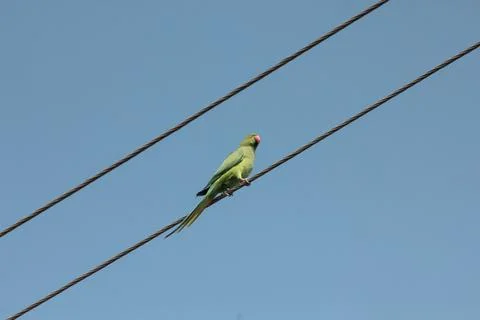 Parakeet on a wire Stock Photos