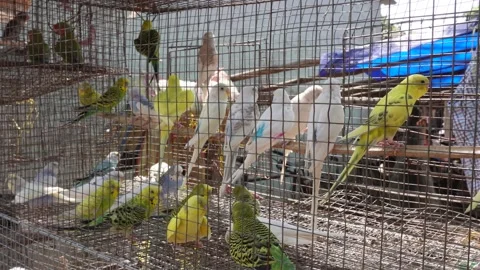 Parakeets are chirping inside the cage Stock Footage 304065951