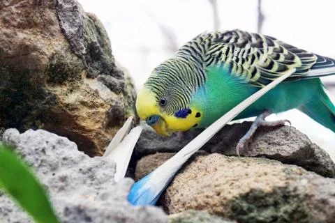 Parakeets birds on rocks. Stock Photos