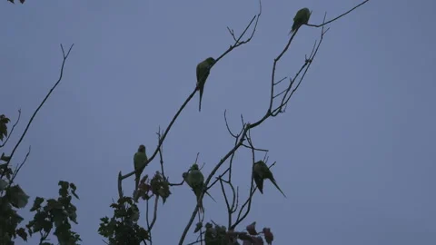 Parakeets on the branches of the tree. Stock Footage 96393948