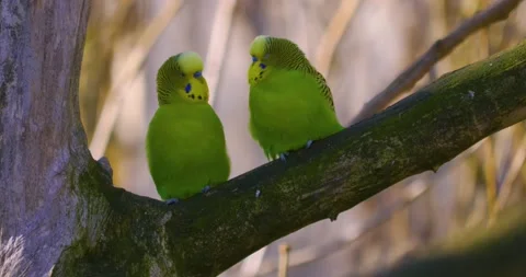 Parakeets budgie pair on a branch Video stock 134912770
