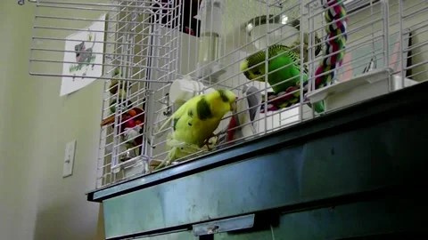Parakeets Climb on Cage Stock Footage 134984229