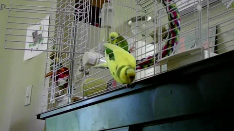 Parakeets Climbing Out of Cage Stock Footage 134984232