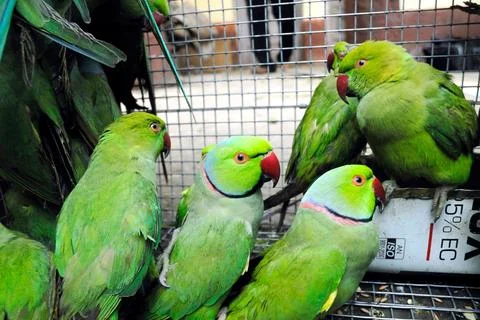 Parakeets cramped in cage Stock Photos