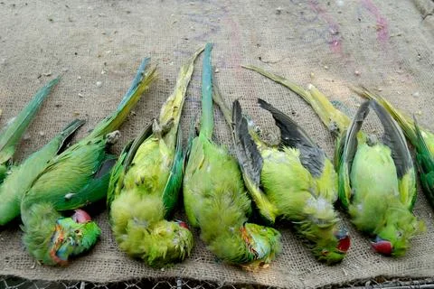 Parakeets dead Stock Photos