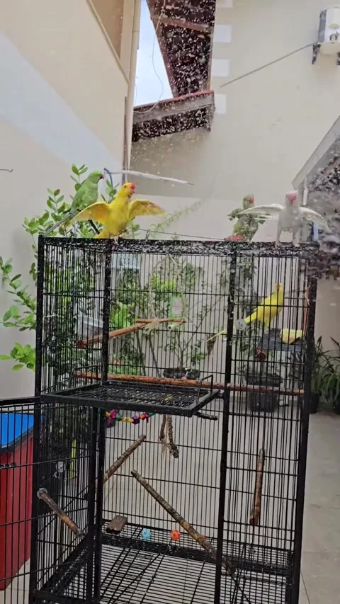 Parakeets Delight In Hose Bath - 21 Feb 2025 動画素材 316258800