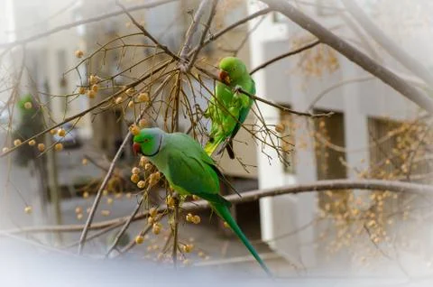 Parakeets like to eat nuts on the tree Stock-Fotos