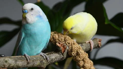 Parakeets eating panic ears. Stock Footage 315982495