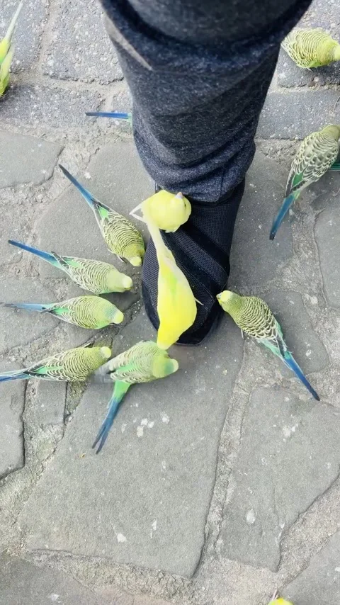 Parakeets examine the shoe of a person Stock Footage 332803592