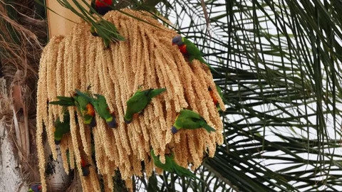 Parakeets Feasting on Palm Seeds 库存影片 276459073