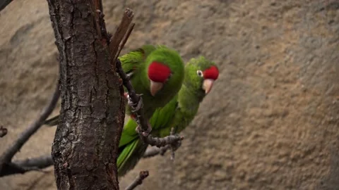 Parakeets Stock Footage 151652588