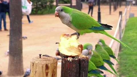 Parakeets Green Birds Parrots Feathers Wildlife Animals Eating Apple In Park 動画素材 310948334
