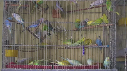 Parakeets inside a bird cage Stock Footage 152191299