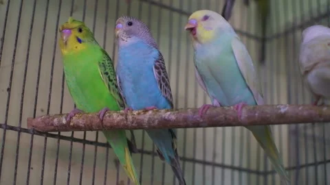 Parakeets inside a cage and perched on a twig Stock Footage 152191269
