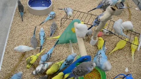 Parakeets inside of a Pet Store Stock Footage 130080062