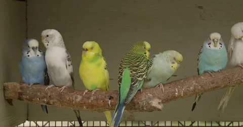 Parakeets on a Perch Stock Footage 50982679