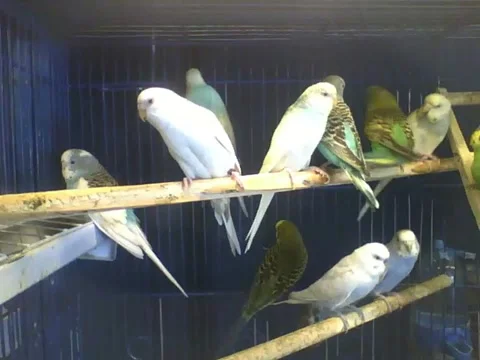Parakeets relax in the pet store, they are so cute! Stock Footage 166425499