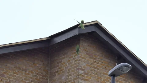 Parakeets resting and flying around on the house roof. Stock Footage 100352644