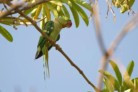 Parakeets of Thailand Stock Photos