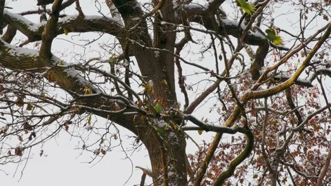 Parakeets in a Tree in Winter Stock Footage 226356832
