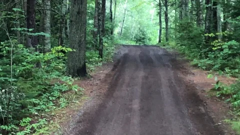 Paralax Away Forest 動画素材 125024841