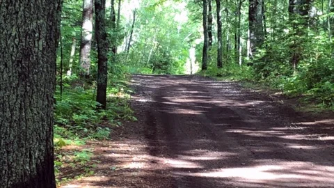 Paralax Forest 動画素材 125024847