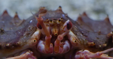 Paralithodes camtschaticus close-up of the head and wiggling antennae. Aquarium Stock Footage 166421070