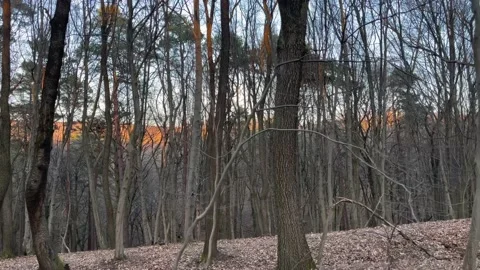 Parallax background forest fall sunset 4k Vídeo Stock 171331766