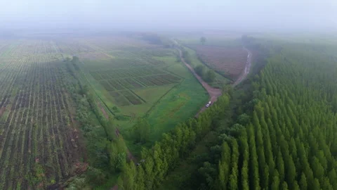 Parallax drone clip over tree plantations with dirt road in between, Argentina. Vídeo Stock 306841632