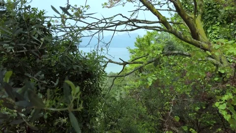 Parallax effect among trees with a boat sailing under the azure sky at Stock-Footage 274633456