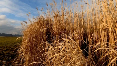 Parallax moving biofuel crop with blue sky in background Stock Footage 123720637