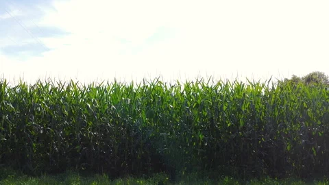 Parallax panoramic view on a corn field Видео 247333043
