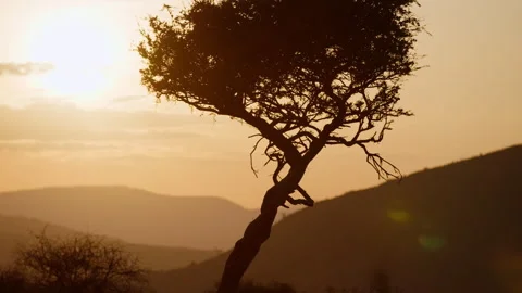 Parallax right to left of tree in savannah in the sunrise Stock Footage 310968221