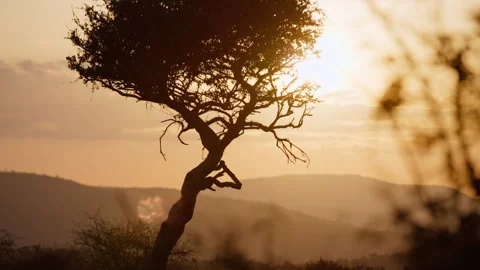 Parallax right to left of tree in savannah in the sunrise Vídeo Stock 310968503