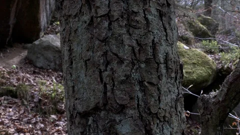 Parallax slider close up view of textured tree bark in Padley Gorge in Stock Footage 108663287