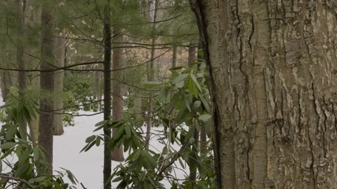 Parallax spin around the bark, keeping it center frame. Stock-Footage 327364698