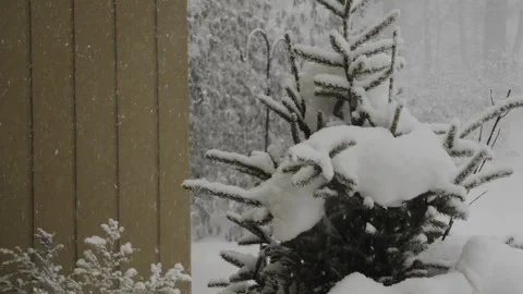 Parallax spin with snow covered pine in center frame. Vídeos de archivo 328287972
