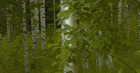 Parallax Spring in the Forest In Finland  Vídeo Stock 233387425