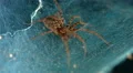 parallax tracking shot labyrinth spider waiting for prey in tube web 4/4 4k or 4k+ Resolution