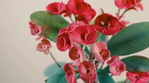 Parallax tracking slider macro shot of small red flowers and green leafs Vídeo Stock 123546010