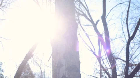 Parallax Of Tree - whitish trunk Stock Footage 101214152